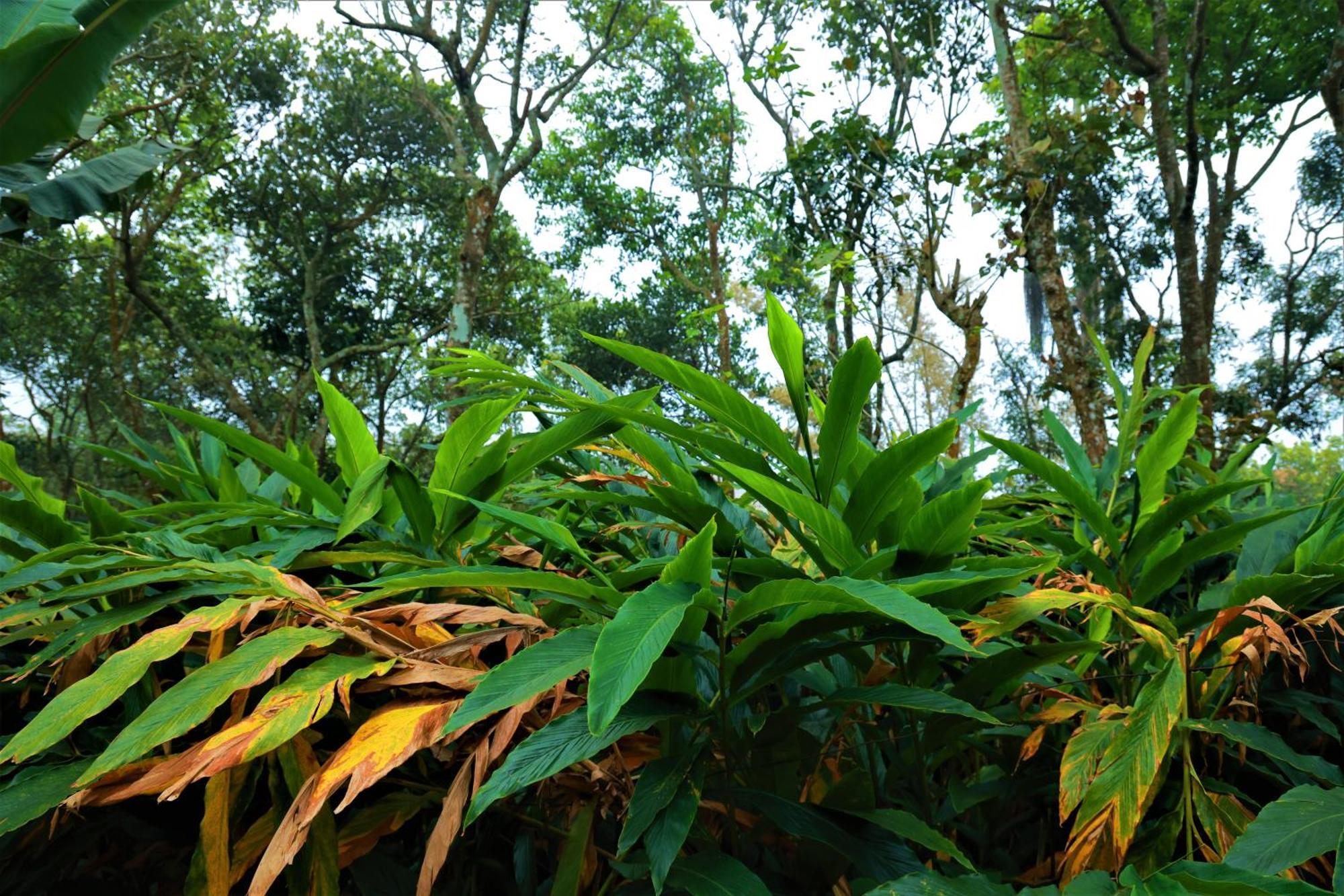 Peakaavu Cottages Idukki Ngoại thất bức ảnh